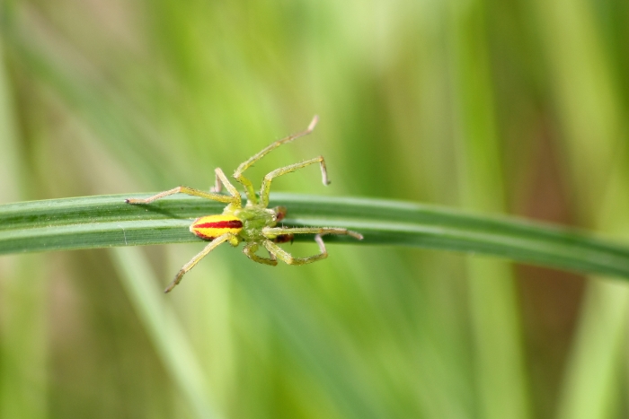 Micrommata virescens